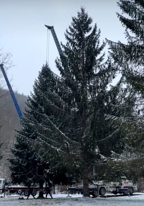 Capitol Christmas Tree Soon to Begin Journey to DC