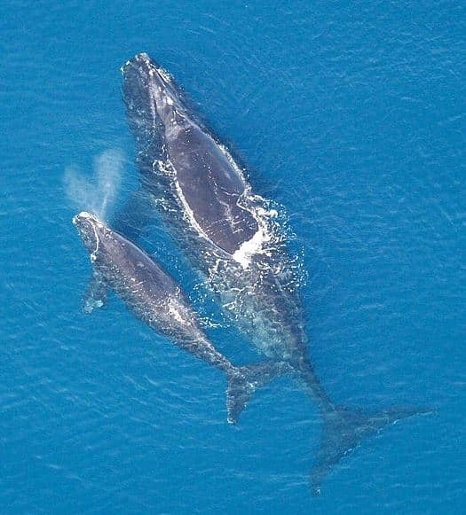 BOEM and NOAA Fisheries Release Draft Right Whale Wind Energy Strategy