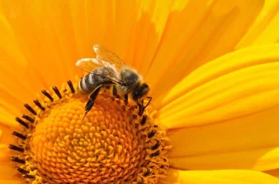 Honey Bees Faithful to Their Flowers