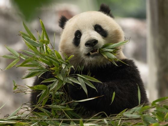 New Pair of Pandas Headed for the National Zoo