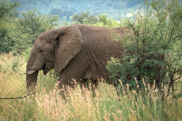 How Animals Helped Shape Earth