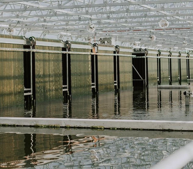 Firm With Iowa State U Roots Nets $2M for New Algae Project