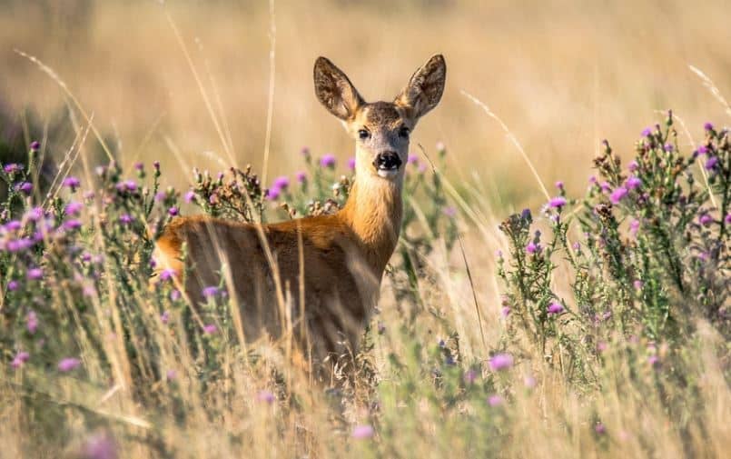 USDA Developing Tools to Identify COVID in Wild and Domestic Animals