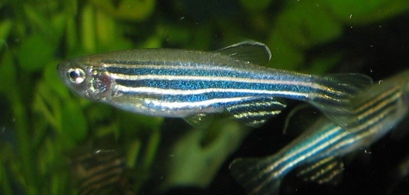 Unique Set of Proteins Restores Hearing in Zebra Fish