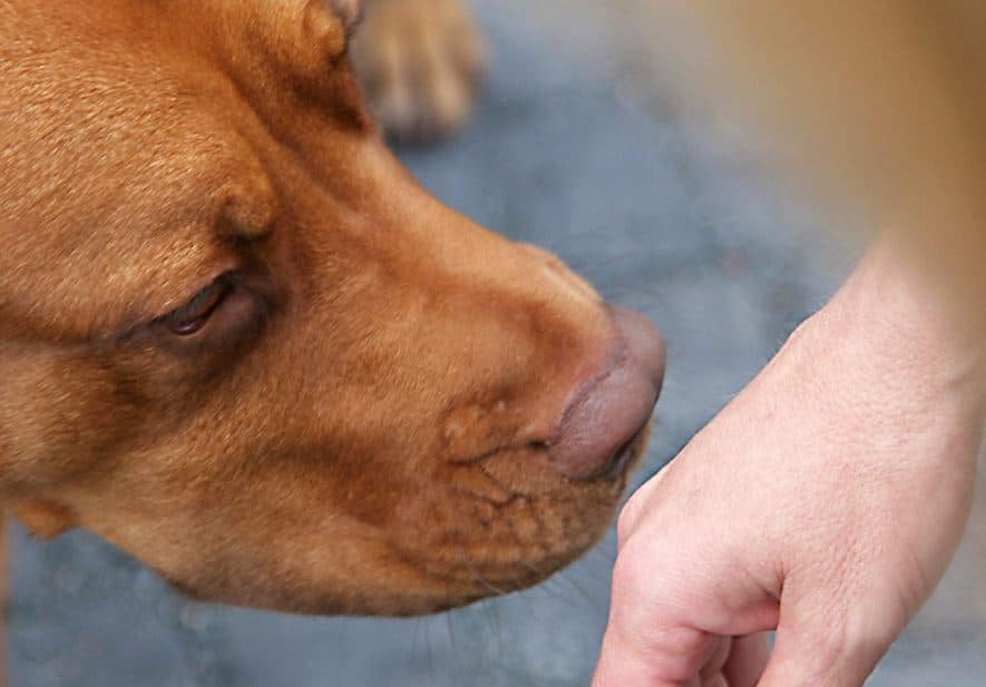 COVID-19 Sniffing Dogs are Here to Stay, but Will They Make a Difference?