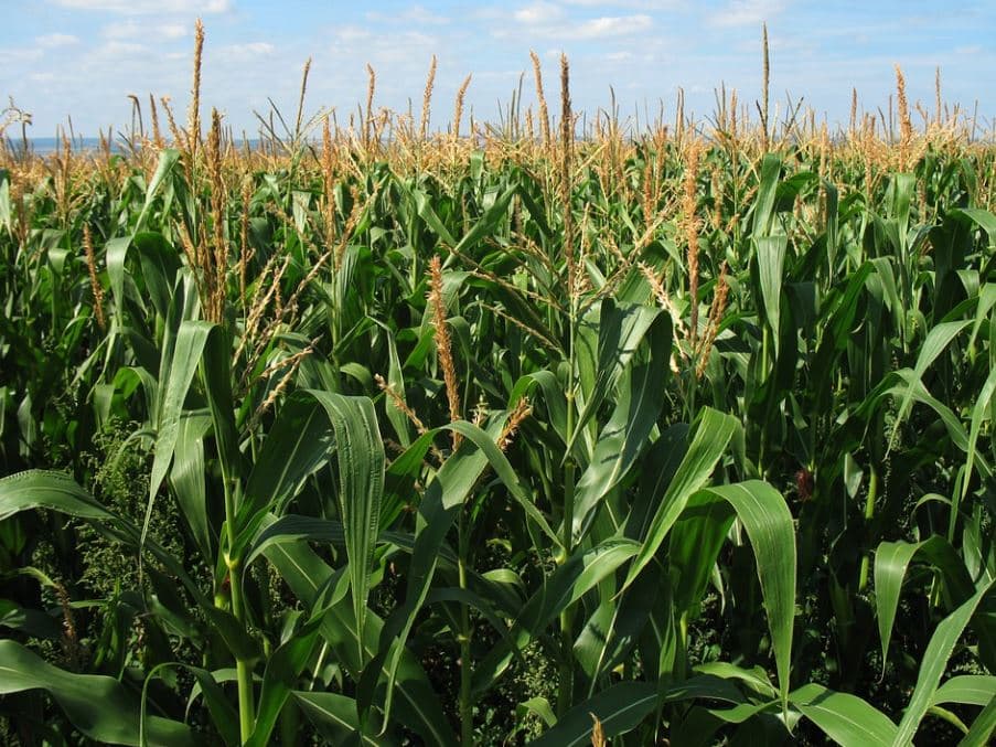 Corn Growers, Others Seek Rehearing on Fuel Blend Standard