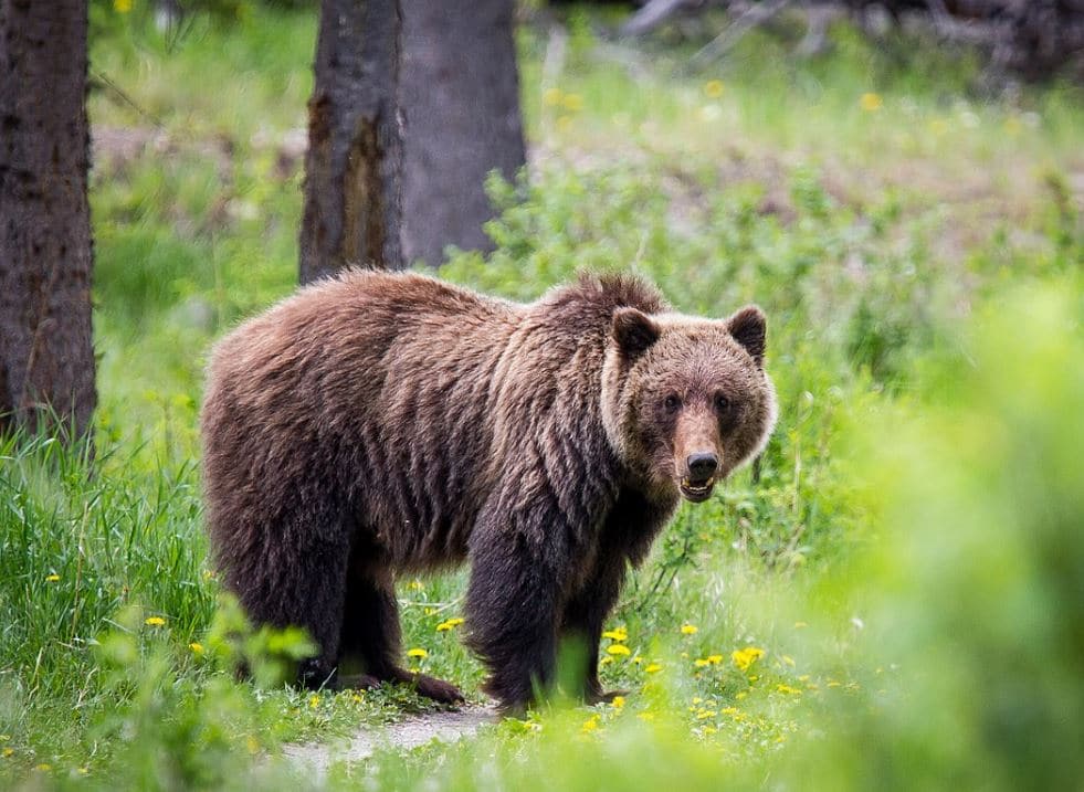 Interior Department to End Grizzly Bear Restoration in the North Cascades