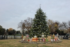 The National Christmas Tree awaiting its closeup on Tuesday afternoon. (Photo by Dan McCue)
