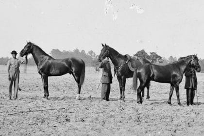 <strong>Stop the Slaughter: We Must Call for Congressional Action to Save America’s Horses</strong>