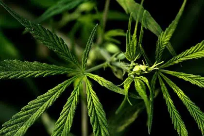 House Passes Bill Granting Marijuana Businesses Access to Banking