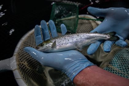 Ocean Month: Is Congress Doing Enough to Harness the Ocean to Feed America?