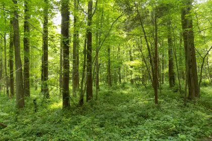 USDA to Award $45 Million in Grants for Wood Products, Forest Conservation