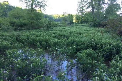Lawmakers Contribute to Lawsuit To Block EPA’s Water Quality Rule