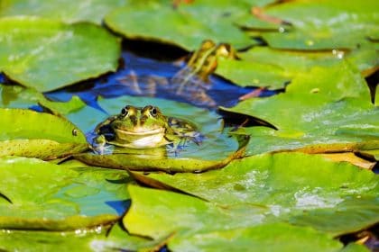 White House Repeals Obama-Era Clean Water Rule