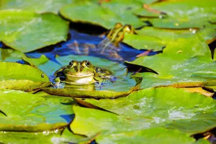 White House Repeals Obama-Era Clean Water Rule