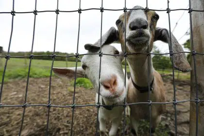 How 2 Goats Are Helping to Protect Indiana Dunes National Park
