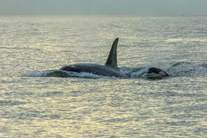 New Drone, Underwater Footage of Orcas Stuns Researchers, Gives Intimate Look at Killer Whales’ Family Life