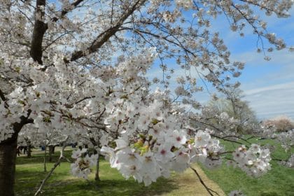 2021 National Cherry Blossom Festival Parade Nixed Due to COVID-19