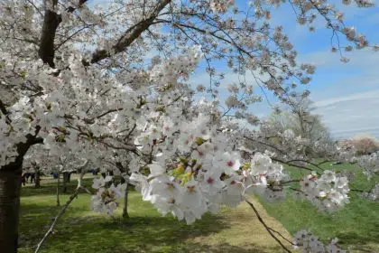 2021 National Cherry Blossom Festival Parade Nixed Due to COVID-19
