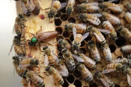 US Honeybees Are Doing Better After Bad Year, Survey Shows