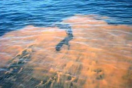 Red Tide and Harmful Algal Blooms Addressed in Bipartisan Bill