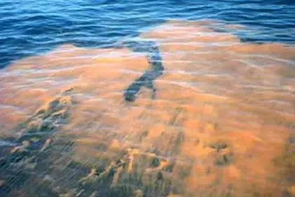 Red Tide and Harmful Algal Blooms Addressed in Bipartisan Bill