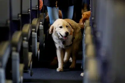 DOT Issues New Rules Nixing Emotional Support Animals on Planes