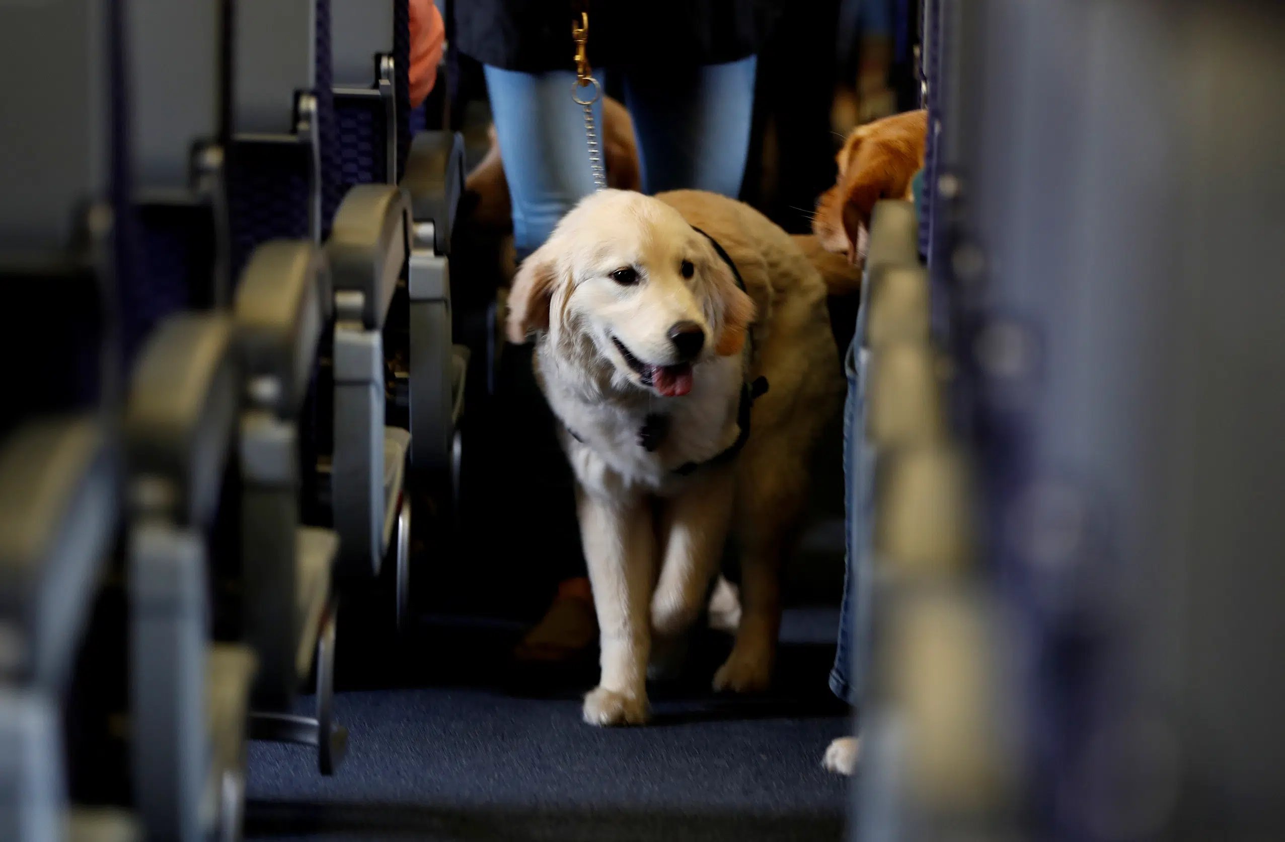 DOT Issues New Rules Nixing Emotional Support Animals on Planes