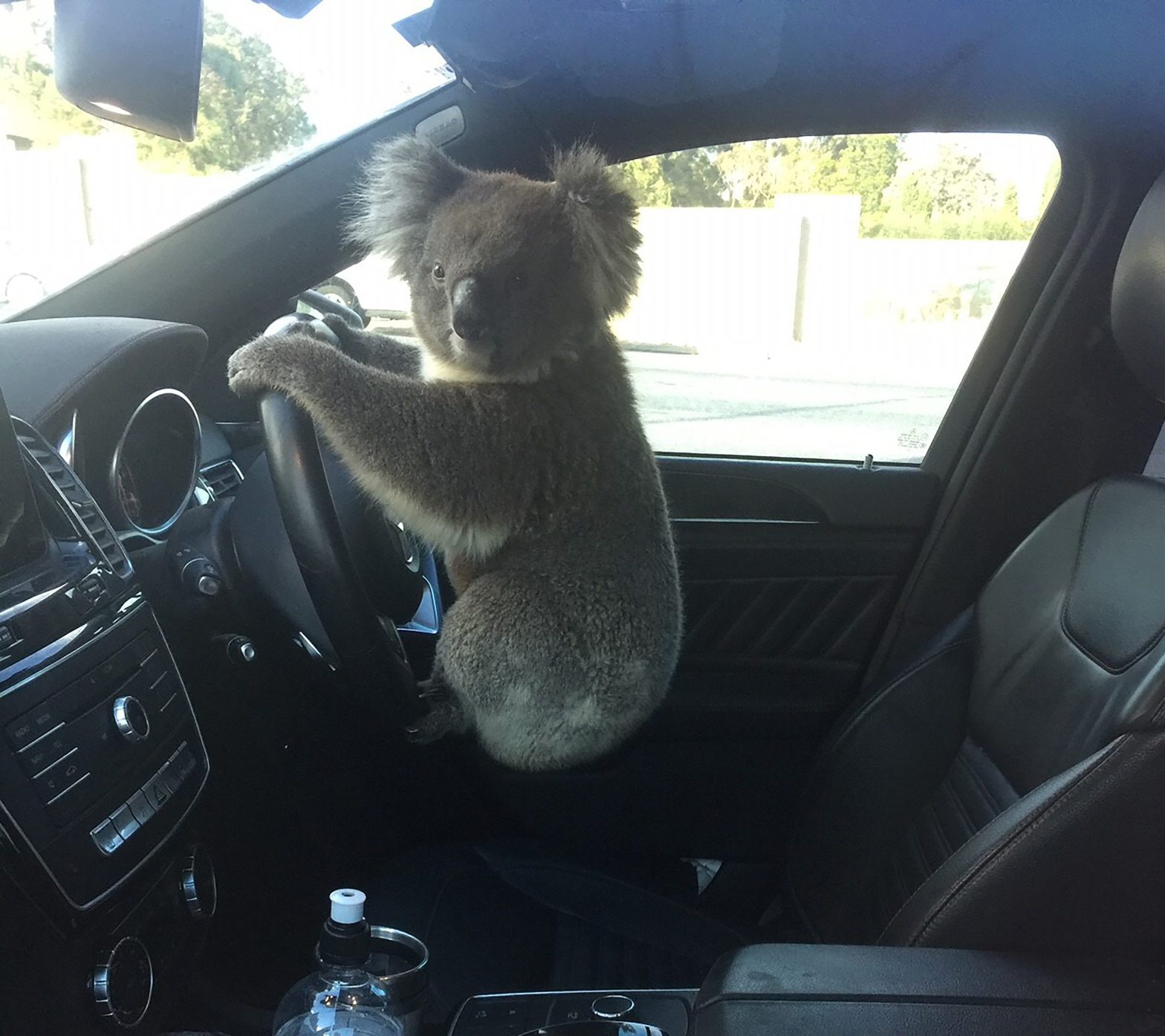 Koala Rescued After 5-Car Pileup on Australian Freeway
