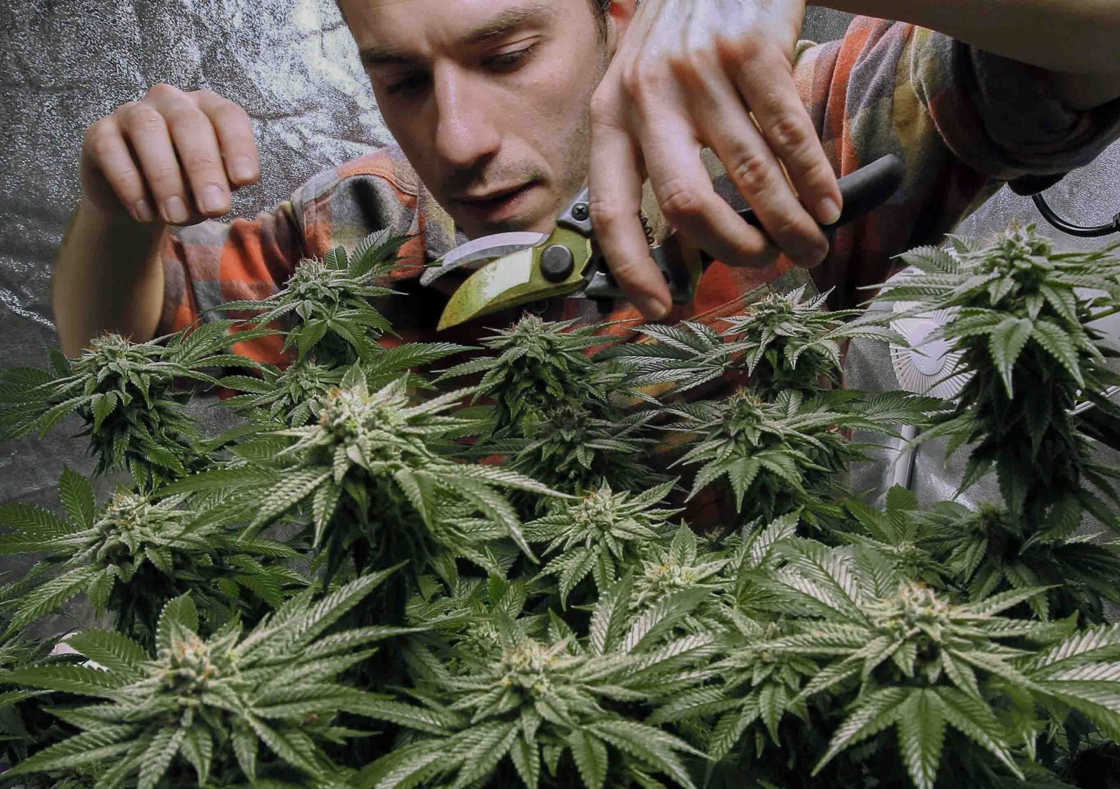 New York Lawmakers Agree to Legalize Recreational Marijuana