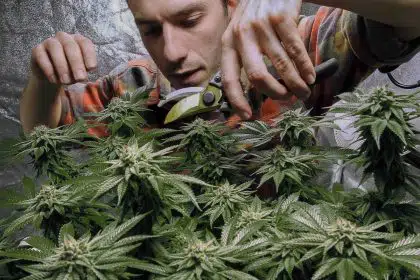 New York Lawmakers Agree to Legalize Recreational Marijuana