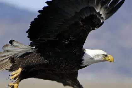 America’s Bald Eagle Population Continues to Soar