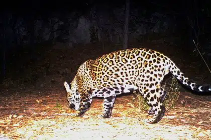 Groups Call for Reintroduction of Jaguars in US Southwest