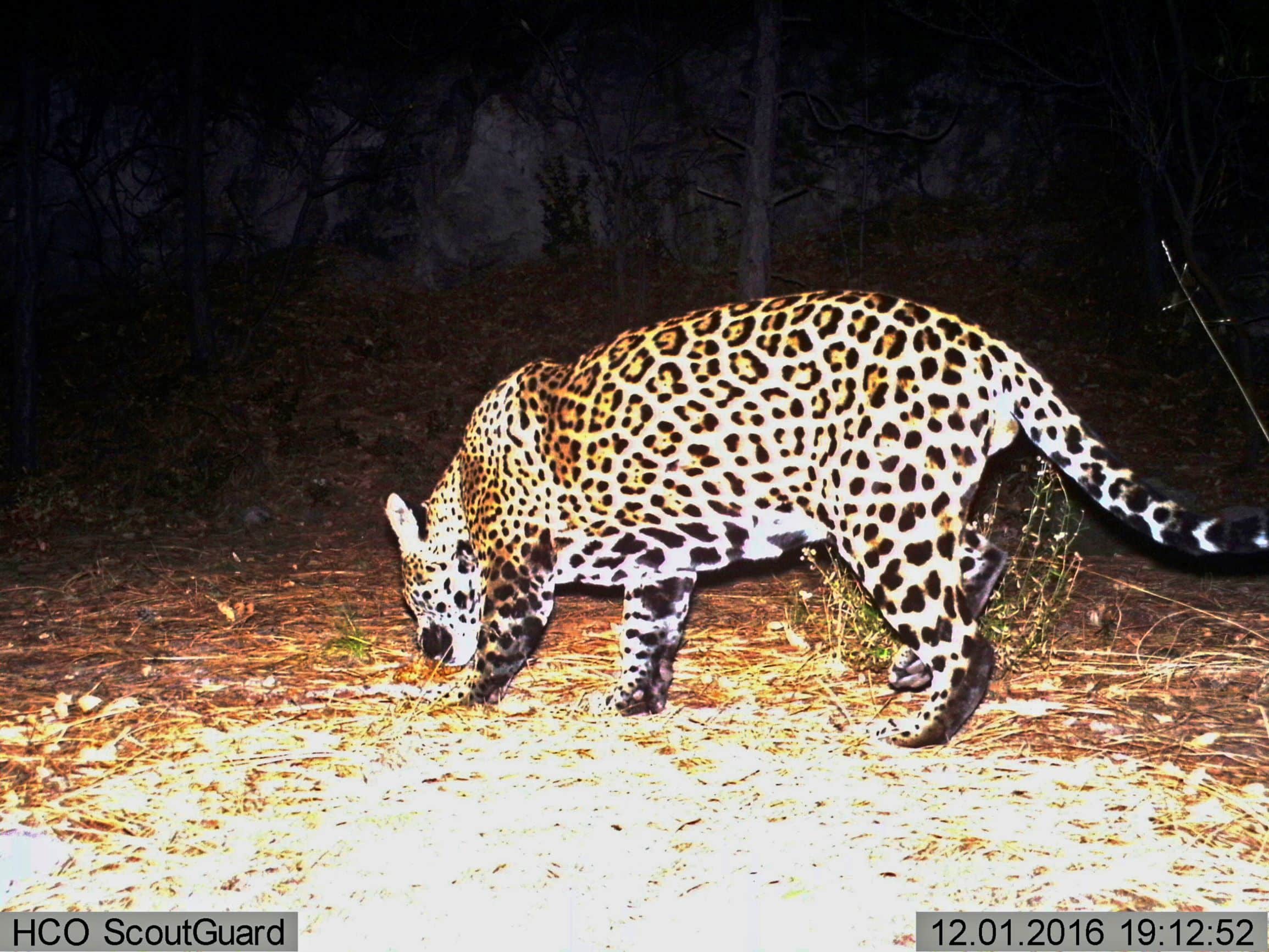 Groups Call for Reintroduction of Jaguars in US Southwest