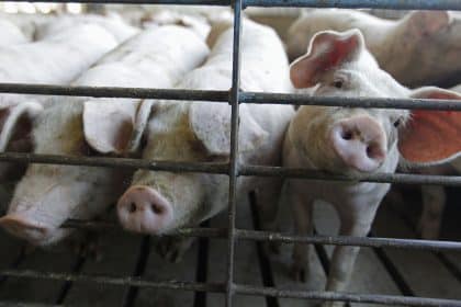 New Rules Could Take Californiaʼs Pork Supply Offline