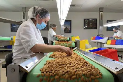 California Drought Takes Toll on World’s Top Almond Producer