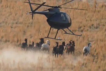 Mustang Roundups Fuel Deepening Debate as Drought Grips West