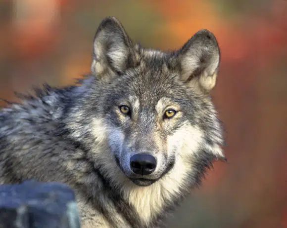 FWS to Consider Possible Listing of Western Gray Wolf