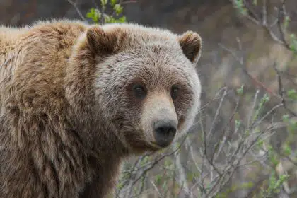 Wyoming Petitions for Control of Grizzly Bear Population in Greater Yellowstone Ecosystem