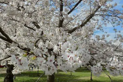 Iconic Cherry Blossom Festival to Return ‘Live’ in 2022