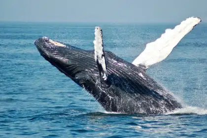 Promoting the Blue Economy to Save the Planet