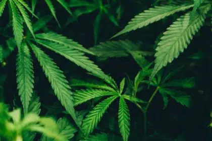 Schumer Calls for Bipartisan Support for Cannabis Reform Bill