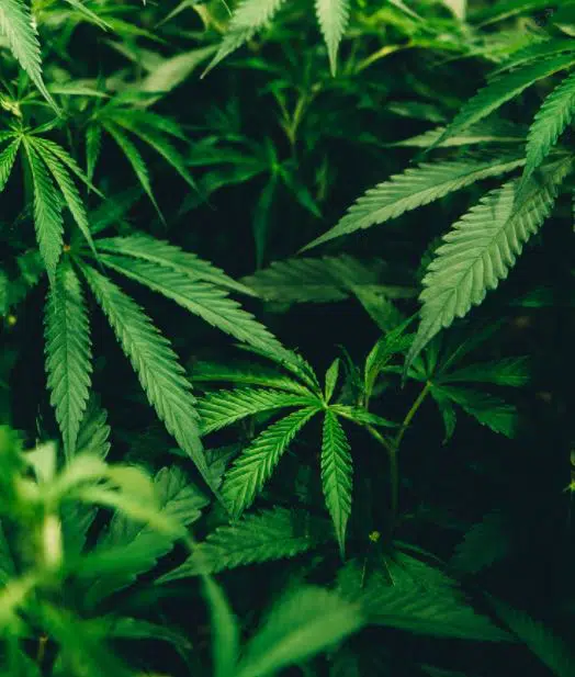 Schumer Calls for Bipartisan Support for Cannabis Reform Bill