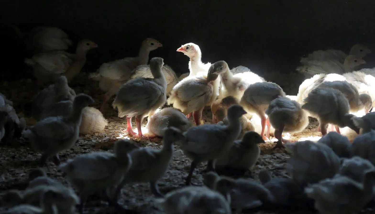 <strong></img>Avian Flu Reported in Poultry in Kansas and Illinois</strong>