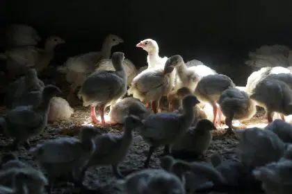 <strong>Avian Flu Reported in Poultry in Kansas and Illinois</strong>