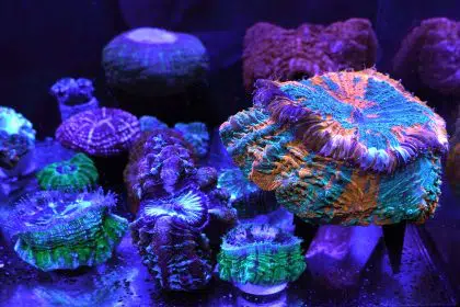 Coral Reefs Provide Stunning Images of a World Under Assault