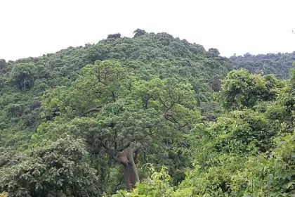 Using 5G to Help Protect the Environment