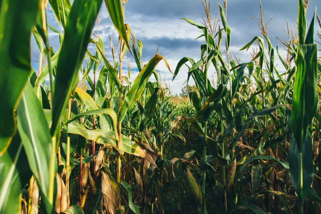 Administration Makes Two Big Moves on Biofuel