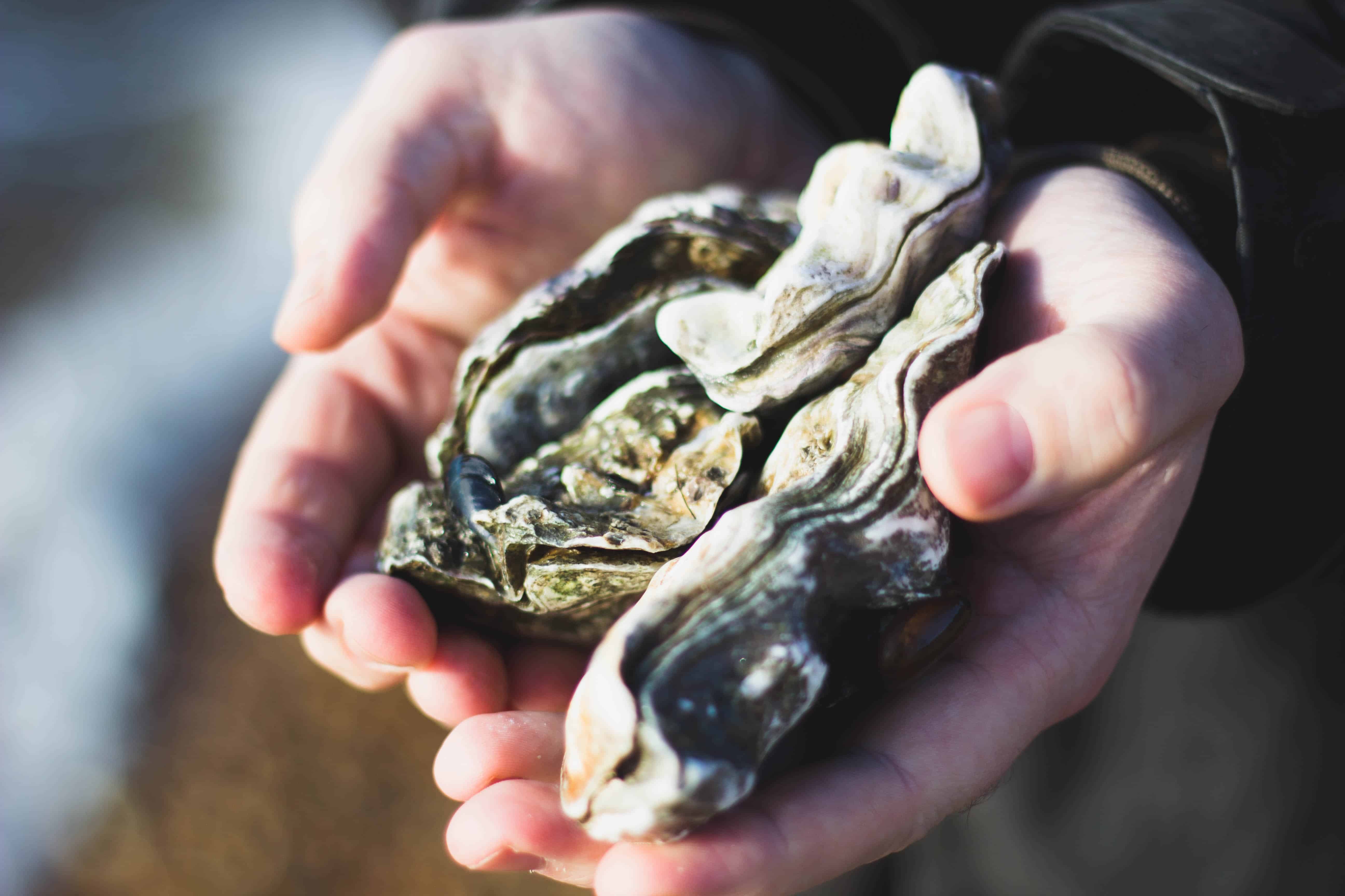 Toxic ‘Forever Chemicals’ Found in Florida Oysters