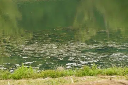 Kansas Issues Health Advisories Over Blue-Green Algae in Lakes